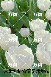 宋棠傅淮安
